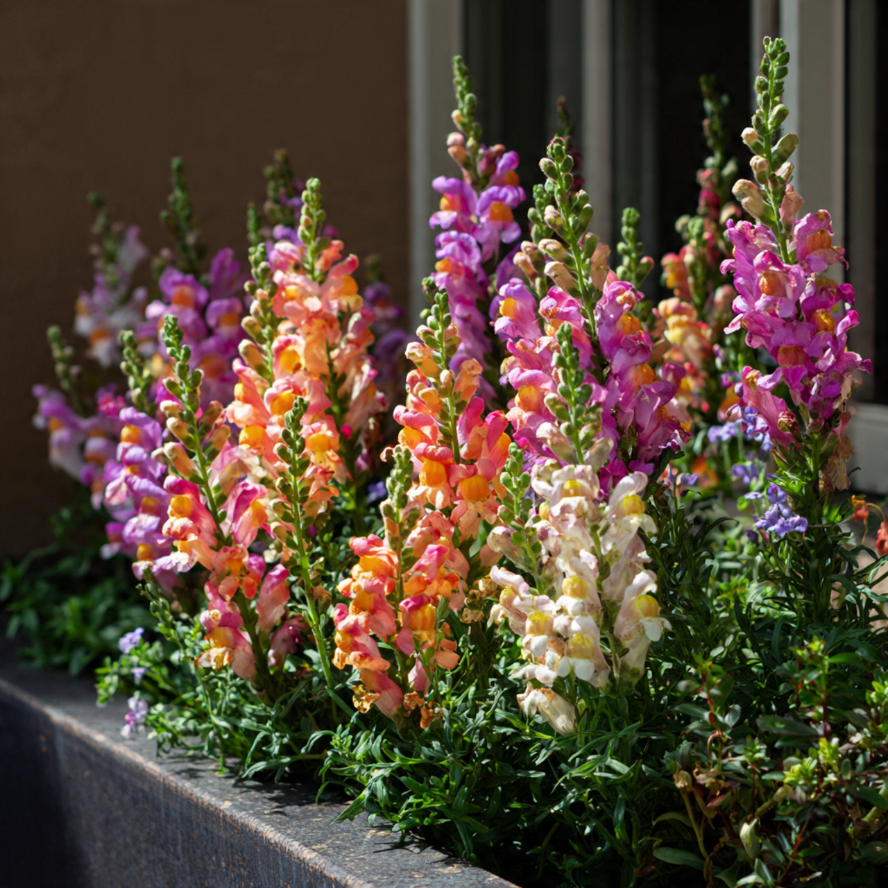 Snapdragons: Architectural Height and Drama