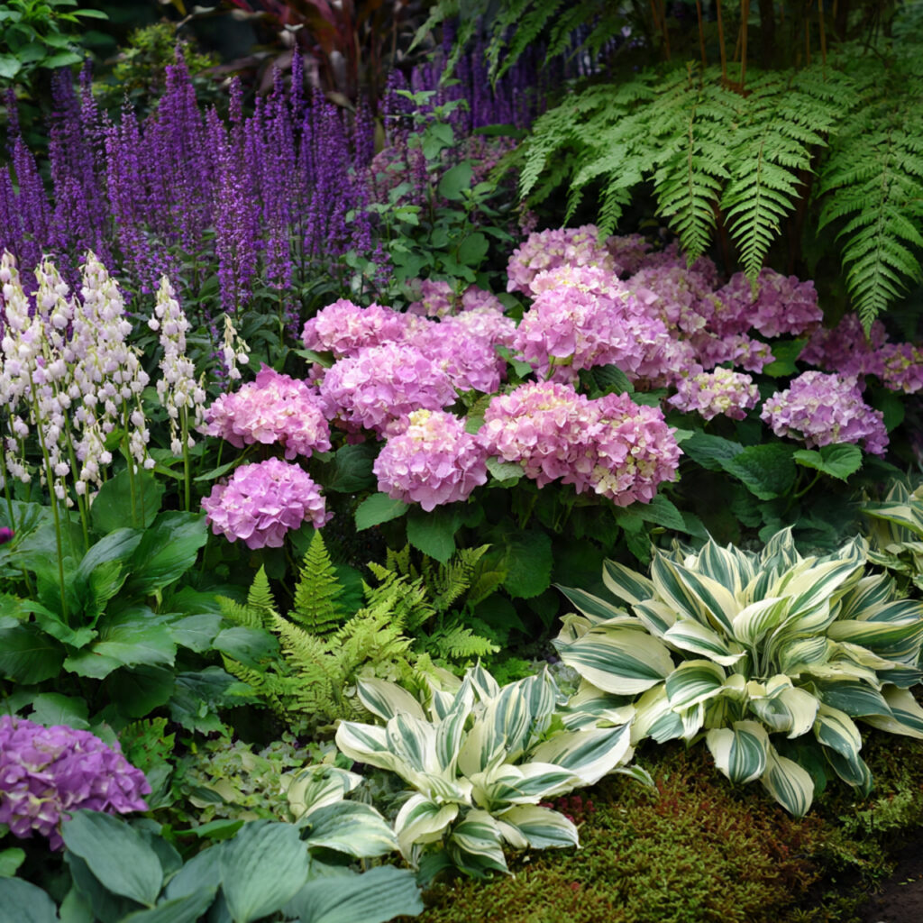 Pink Hydrangeas for Home: Easy Growing, Care Tips & Display 8 a beautifully layered garden bed featuring pink