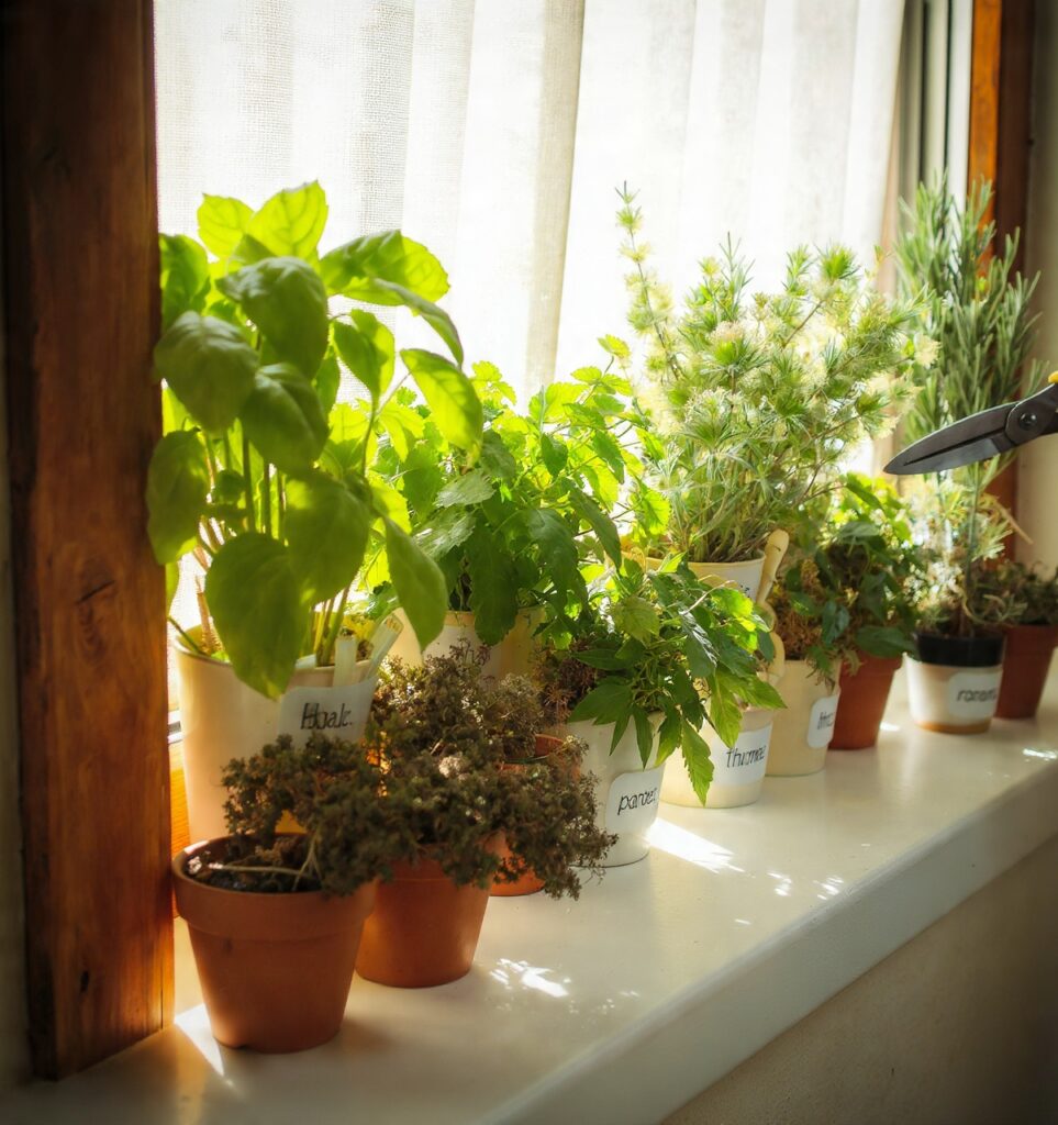 Fresh Herbs Right at Your Fingertips