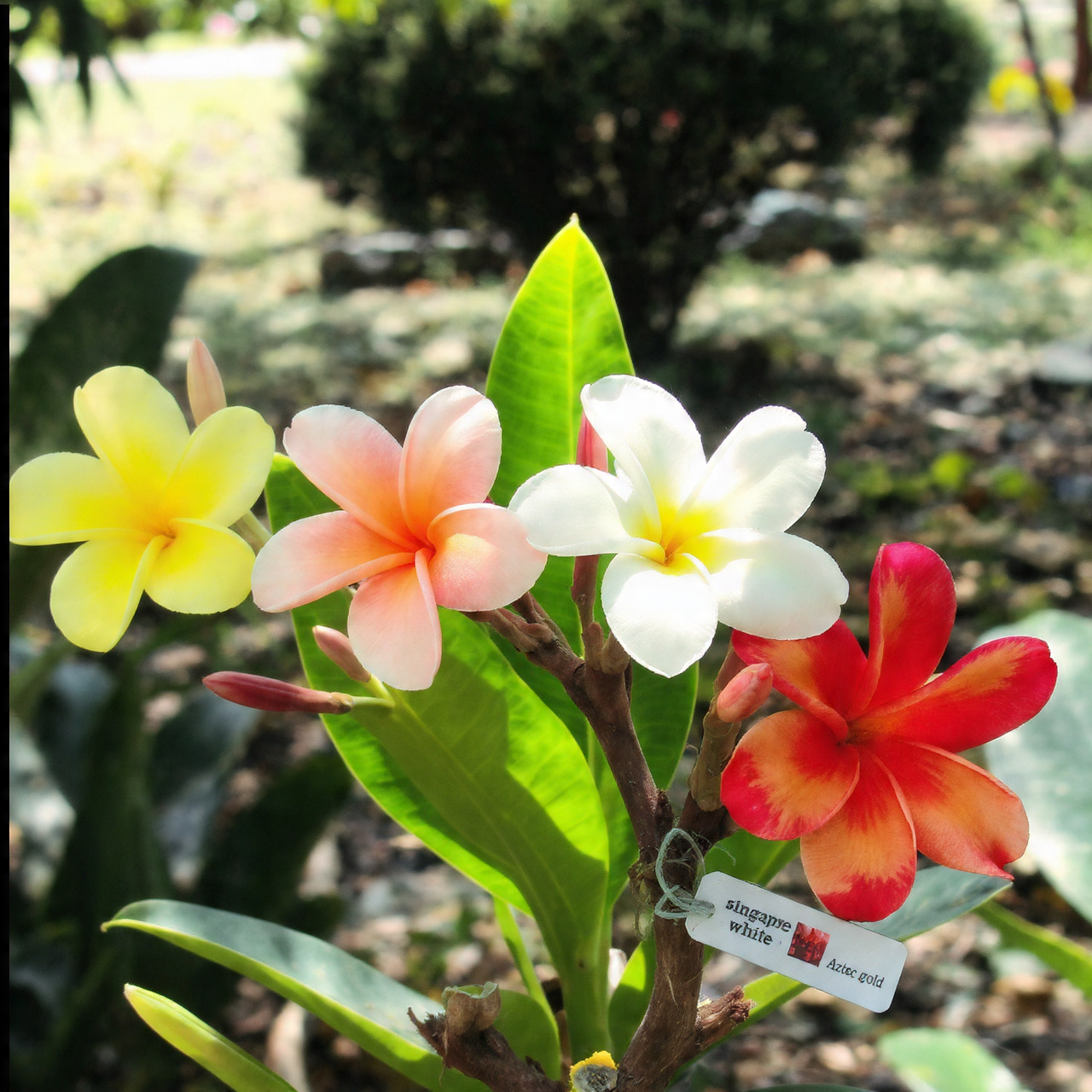 Plumeria Flowers for Garden: 17 Essential Growing Ideas 1 Selecting the Right Plumeria Varieties for Your Garden