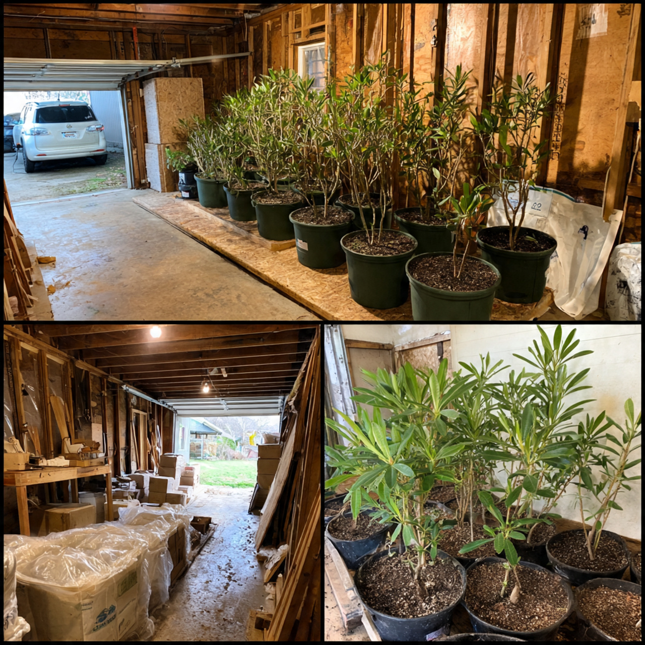 Plumeria Flowers for Garden: 17 Essential Growing Ideas 9 Winter Care for Plumeria Flowers in Garden Zones