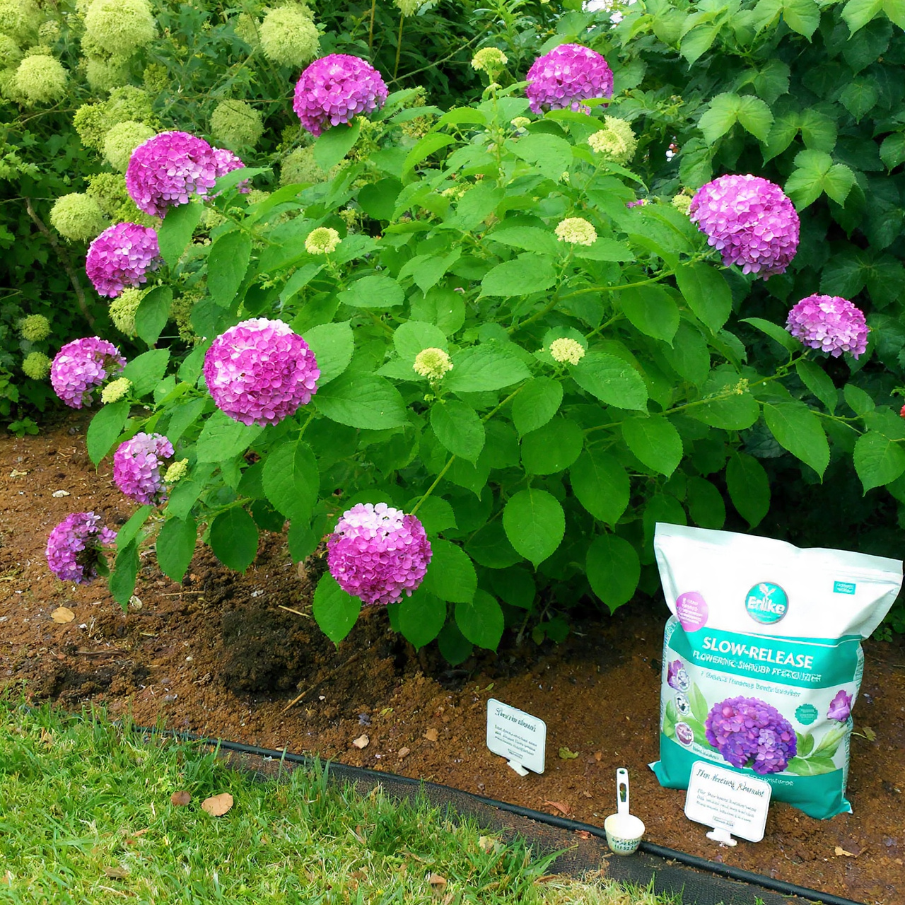 Pink Hydrangeas for Home: Easy Growing, Care Tips & Display 7 Feeding Your Hydrangeas Right