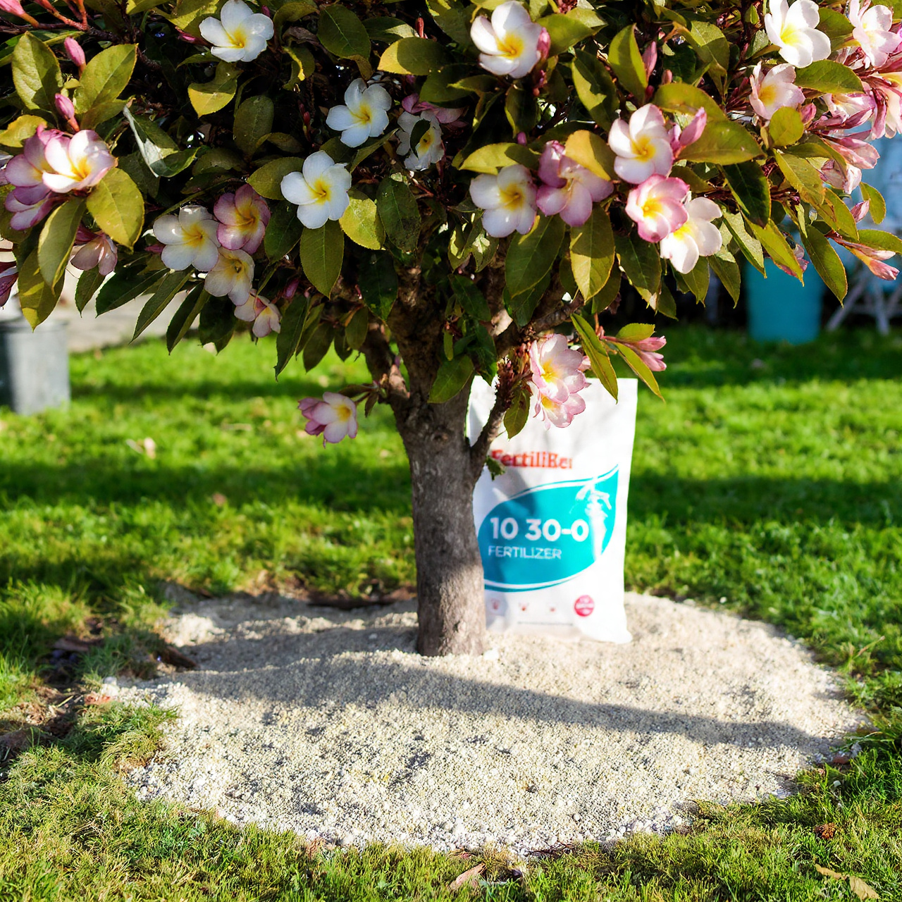 Plumeria Flowers for Garden: 17 Essential Growing Ideas 5 Fertilizing Plumeria Flowers for Garden Performance