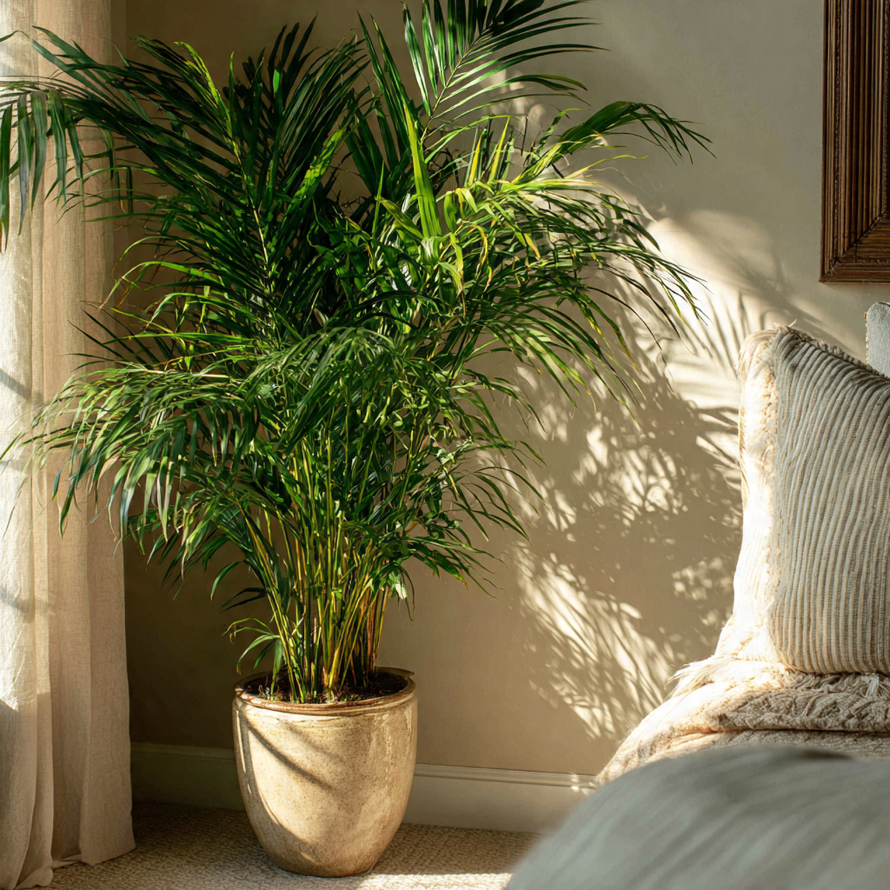 The Top-Rated Bamboo Palm