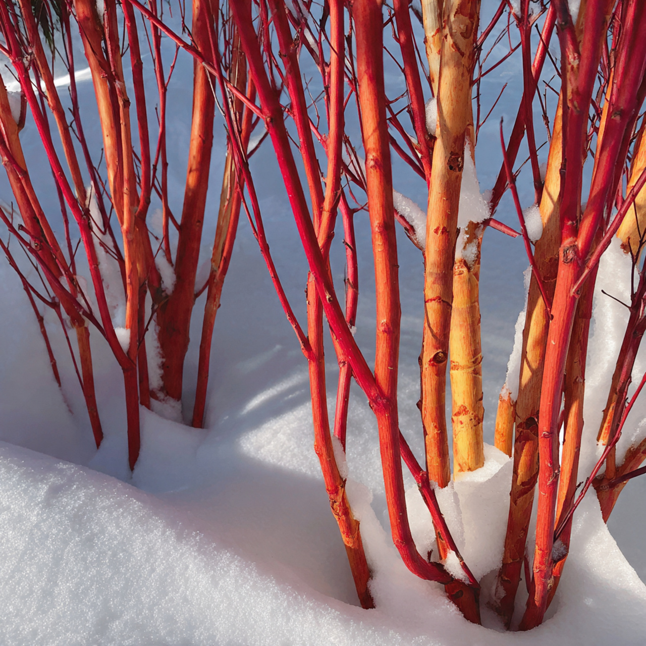 Winter Garden: 18 Ideas to Transform Your Cold-Season Space 4 Colorful Bark and Stems