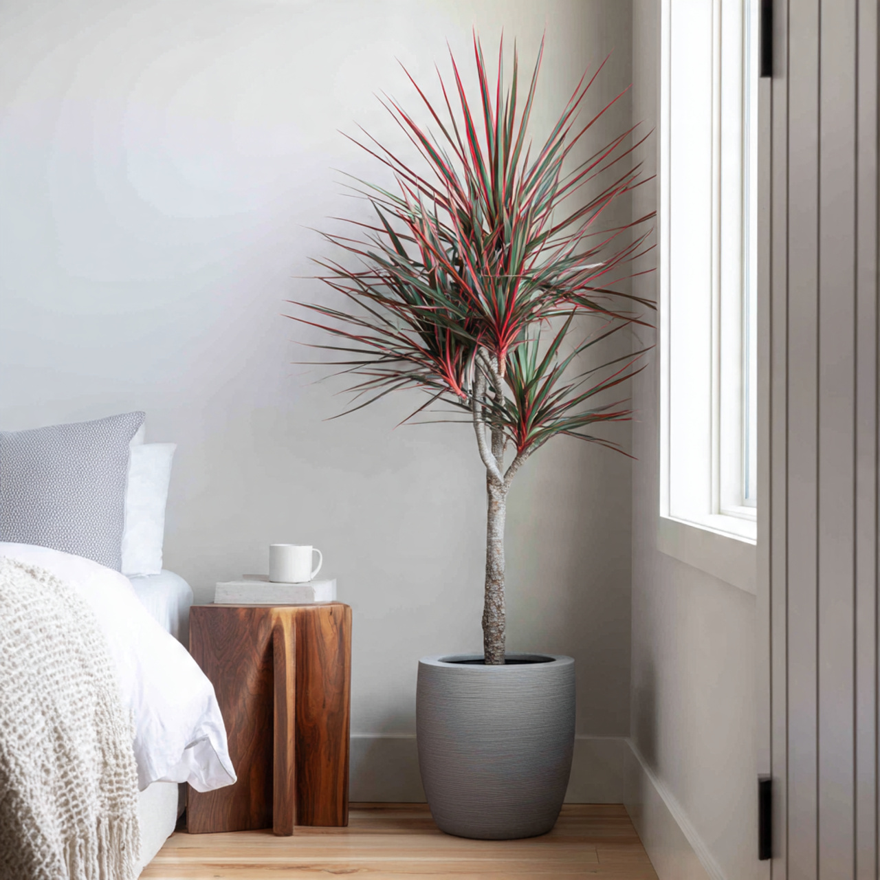 The Diverse Dracaena Family